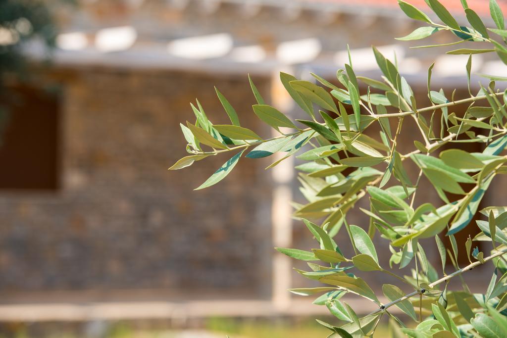 Olive Land Villas Limenaria  Værelse billede