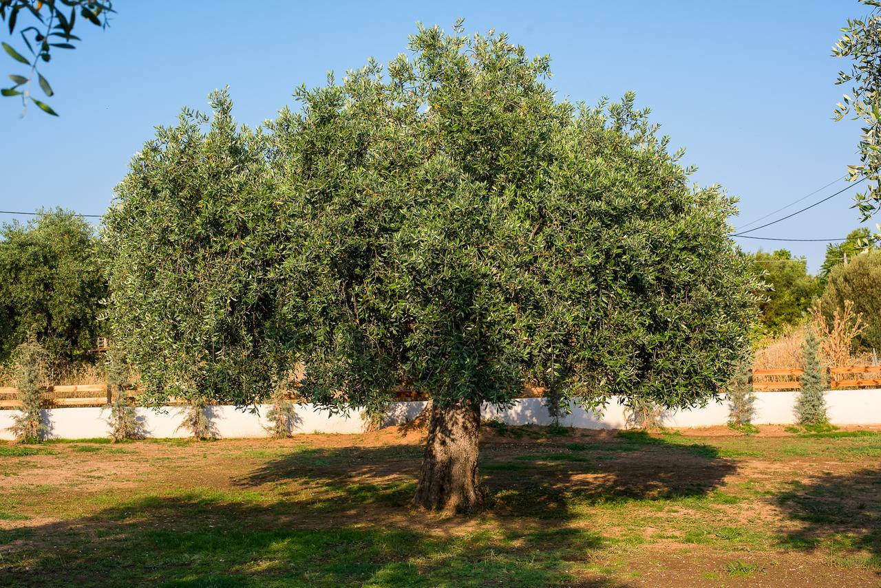 Olive Land Villas Limenaria  Eksteriør billede